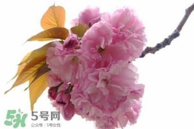 ​樱花的花语是什么？樱花代表什么意思？