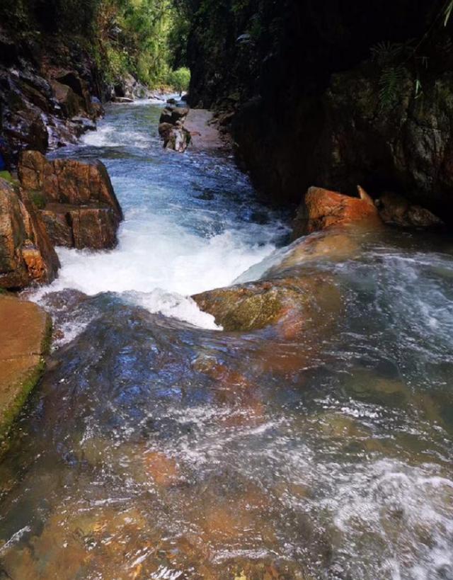 广东流溪河森林公园，夏天戏水的好地方，还可以免费吃三华李