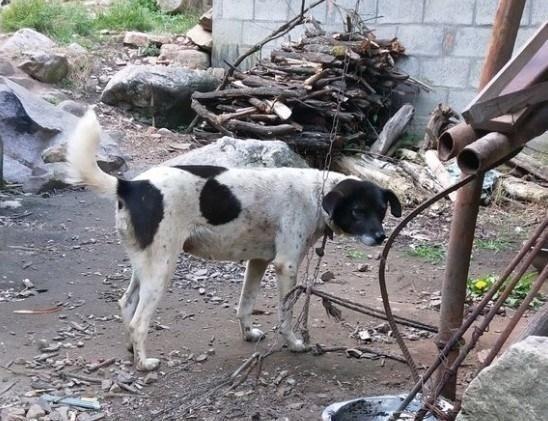 深山凶猛犬多，三种半野生山犬穿梭林间，堪比“丛林敢死队”