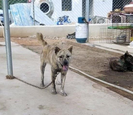 深山凶猛犬多，三种半野生山犬穿梭林间，堪比“丛林敢死队”