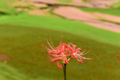 ​彼岸花修剪花枝的技巧，彼岸花怎么修剪