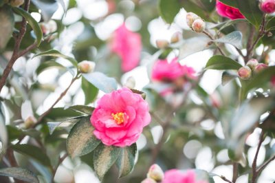 ​茶花的繁殖方法