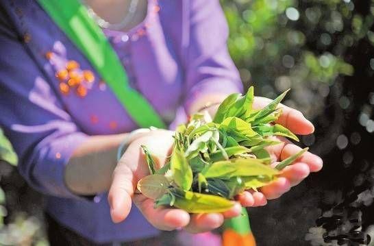 踏青采茶游山玩水：春茶的鲜香鸟儿的歌声 皆能让人如醉如痴