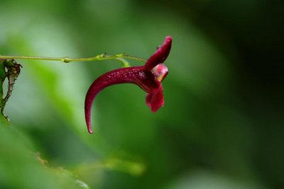 ​“指甲花”上新：四川雅安发现凤仙花新种，命名为荥经凤仙花