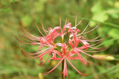 ​彼岸花什么季节开花，彼岸花几年才开花