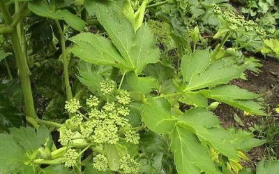 ​这种野生植物农民叫它“神仙叶”，价值珍贵，城里不一定能买到