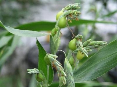 ​1种河边“植物”，小时候经常拿来当手链，大人却说它能“吸血”