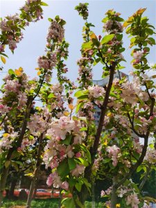 ​嘉峪关适合养什么花，市花和市树是什么