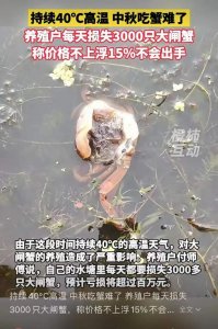 ​很多人爱吃！今年大闸蟹价格要涨？业内人士发声